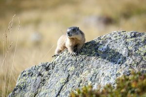 Rifugio Dorigoni | Marmotta